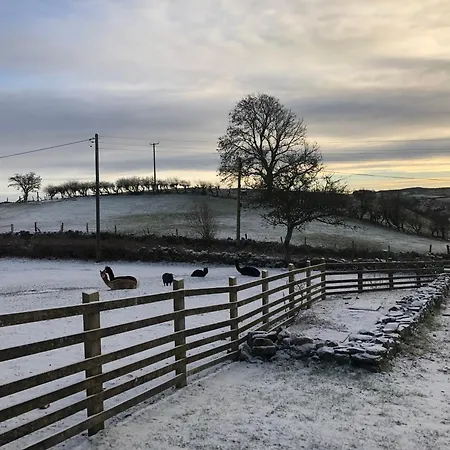 Unique Stay On An Alpaca Therapy Farm With Miniature Donkeys North Wales Mold Exterior photo