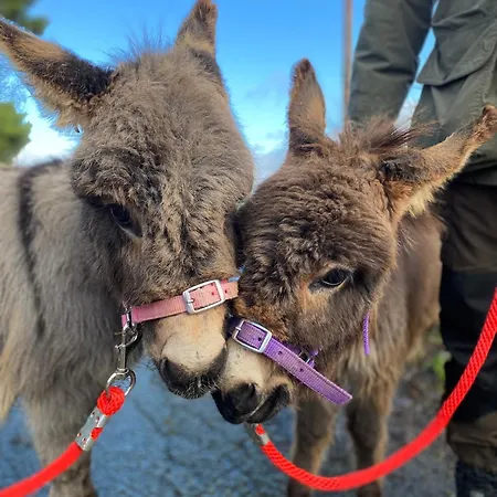 Unique Stay On An Alpaca Therapy Farm With Miniature Donkeys North Wales Mold Exterior photo