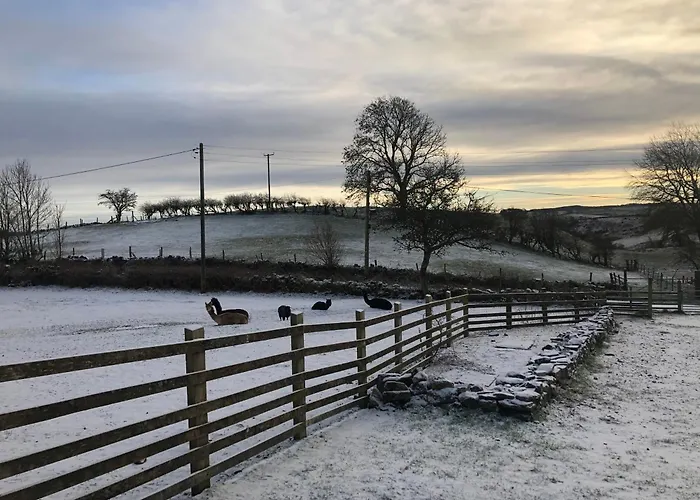 Unique Stay On An Alpaca Therapy Farm With Miniature Donkeys North Wales