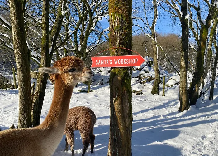Unique Stay On An Alpaca Therapy Farm With Miniature Donkeys North Wales