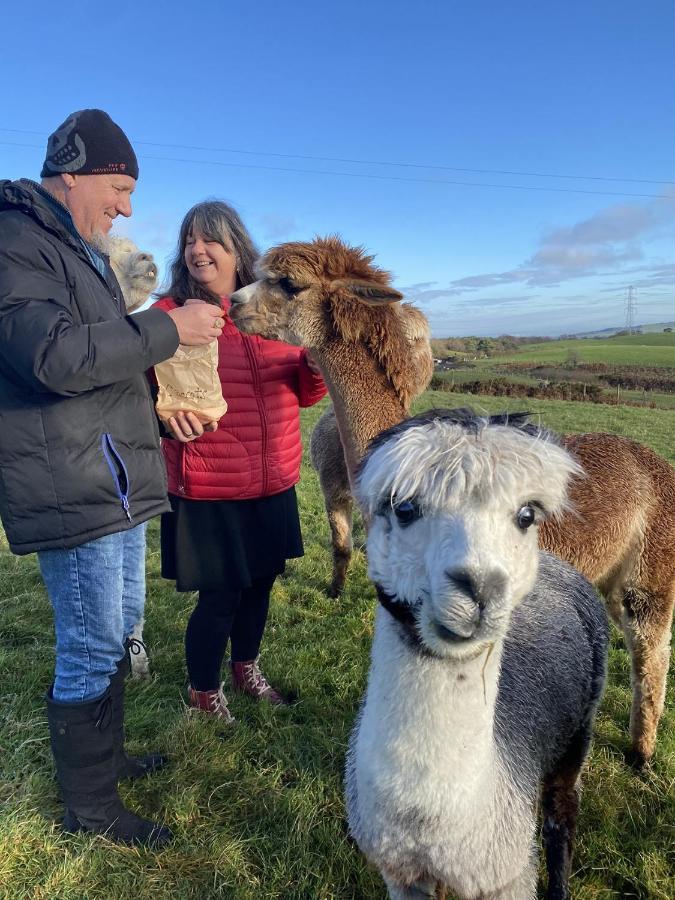 Unique On An Alpaca Therapy Farm With Miniature Donkeys North Wales