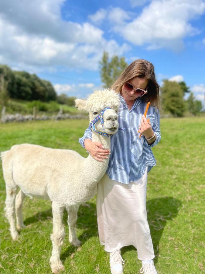 Apartment Unique On An Alpaca Therapy Farm With Miniature Donkeys North Wales *