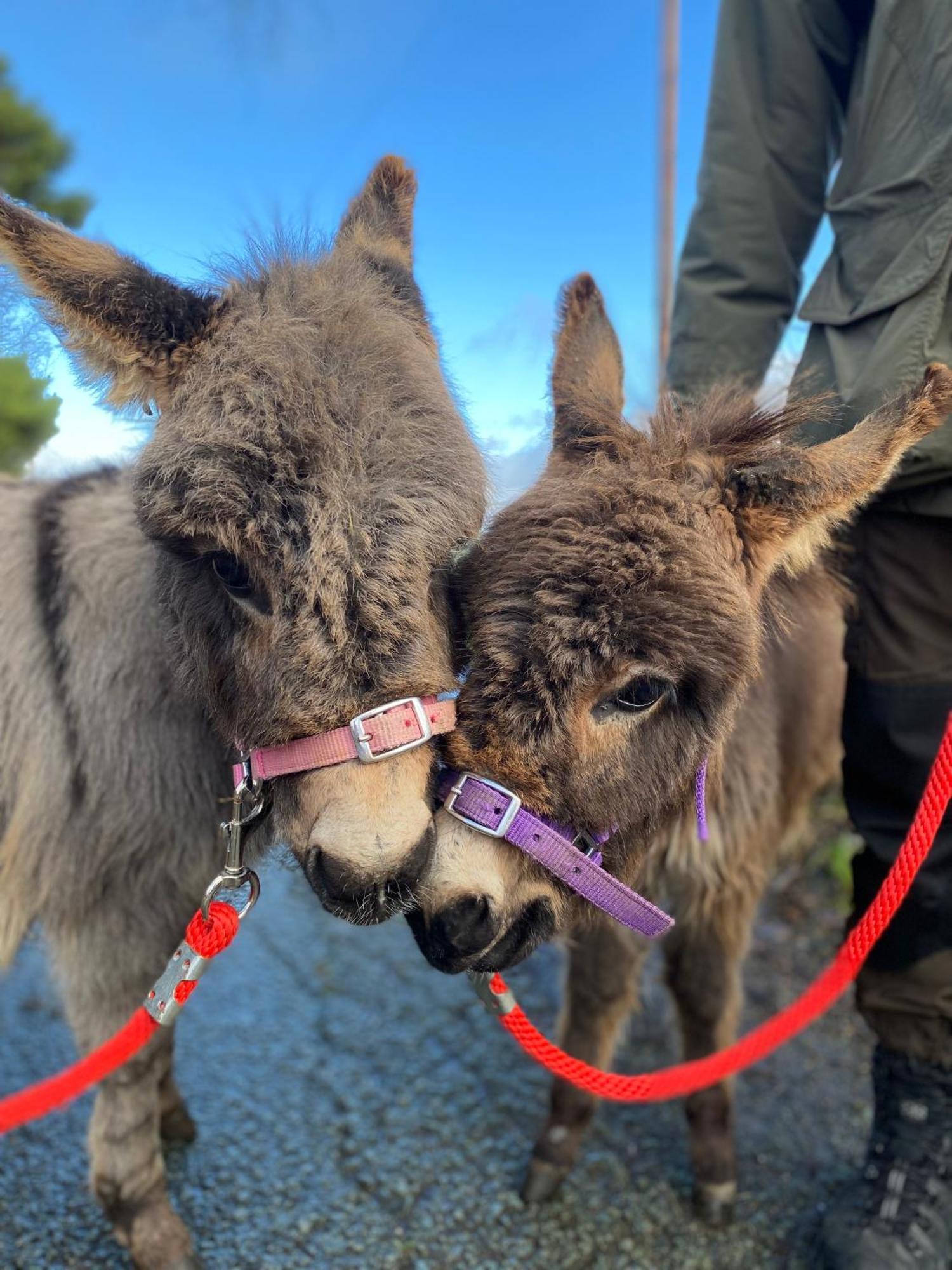 Unique On An Alpaca Therapy Farm With Miniature Donkeys North Wales *