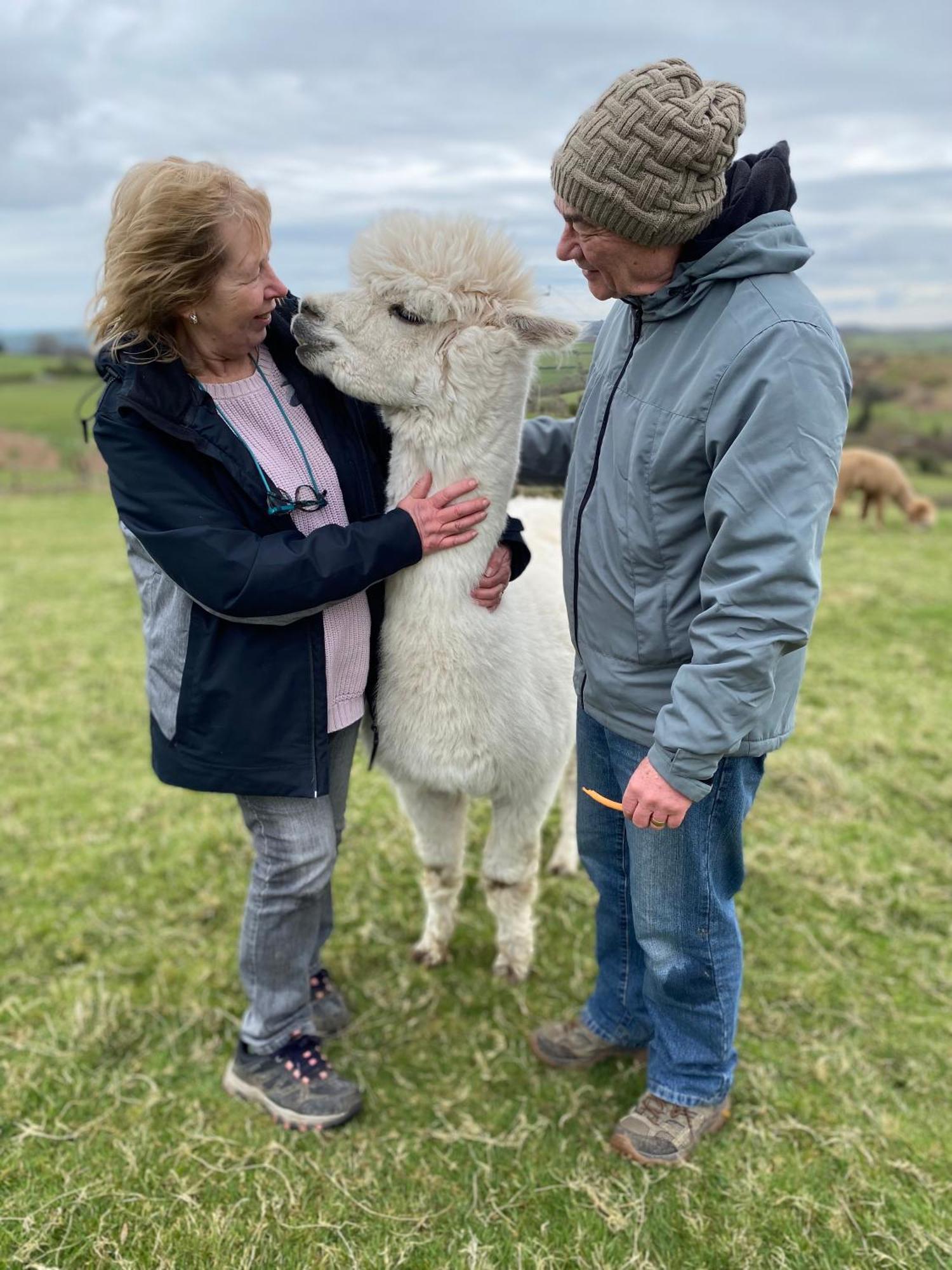 Unique On An Alpaca Therapy Farm With Miniature Donkeys North Wales * Mold
