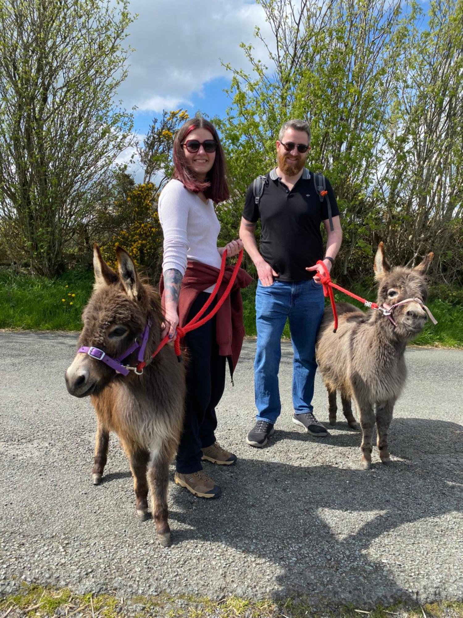 Unique On An Alpaca Therapy Farm With Miniature Donkeys North Wales Apartment Mold