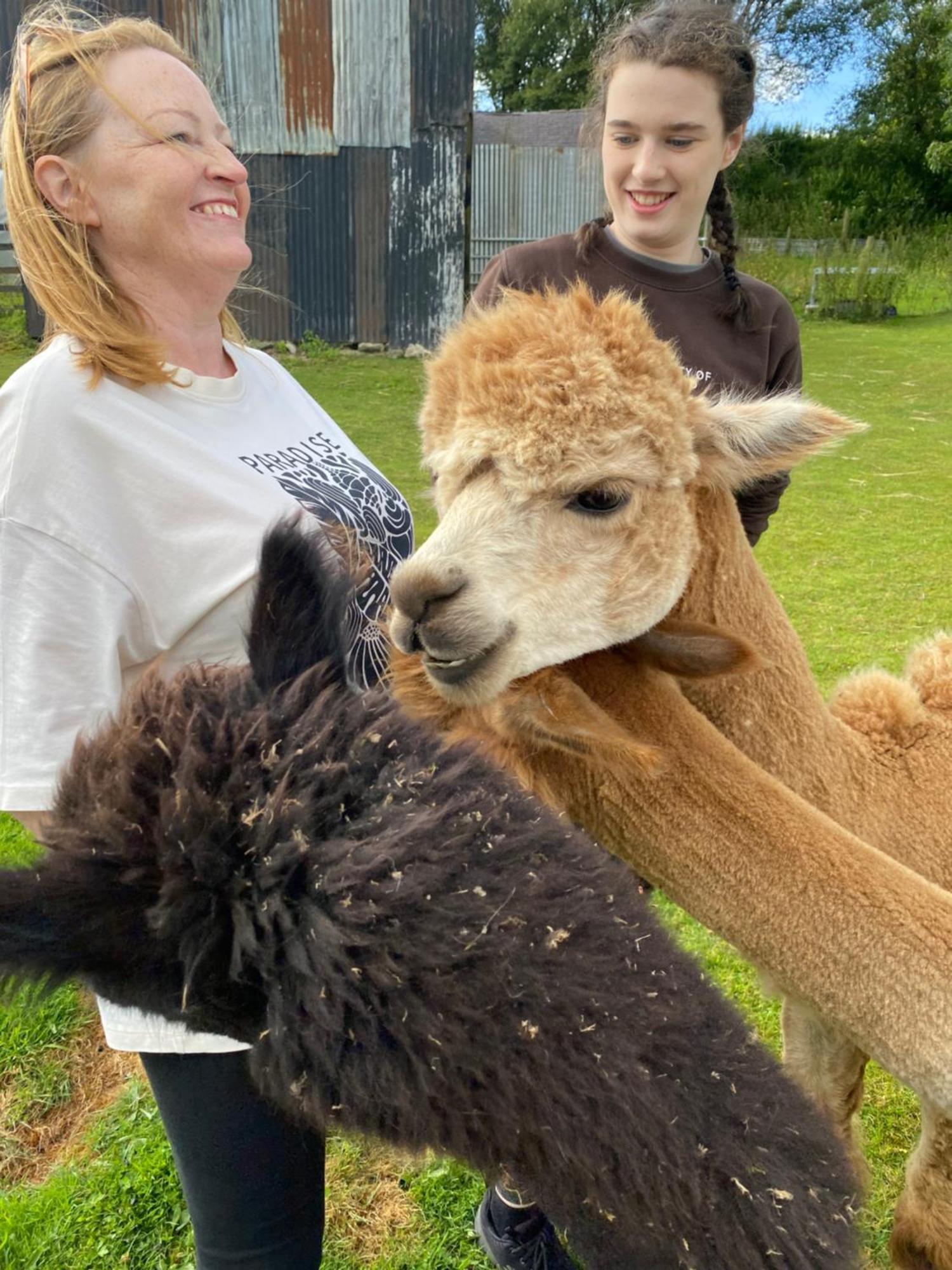 Unique On An Alpaca Therapy Farm With Miniature Donkeys North Wales Apartment