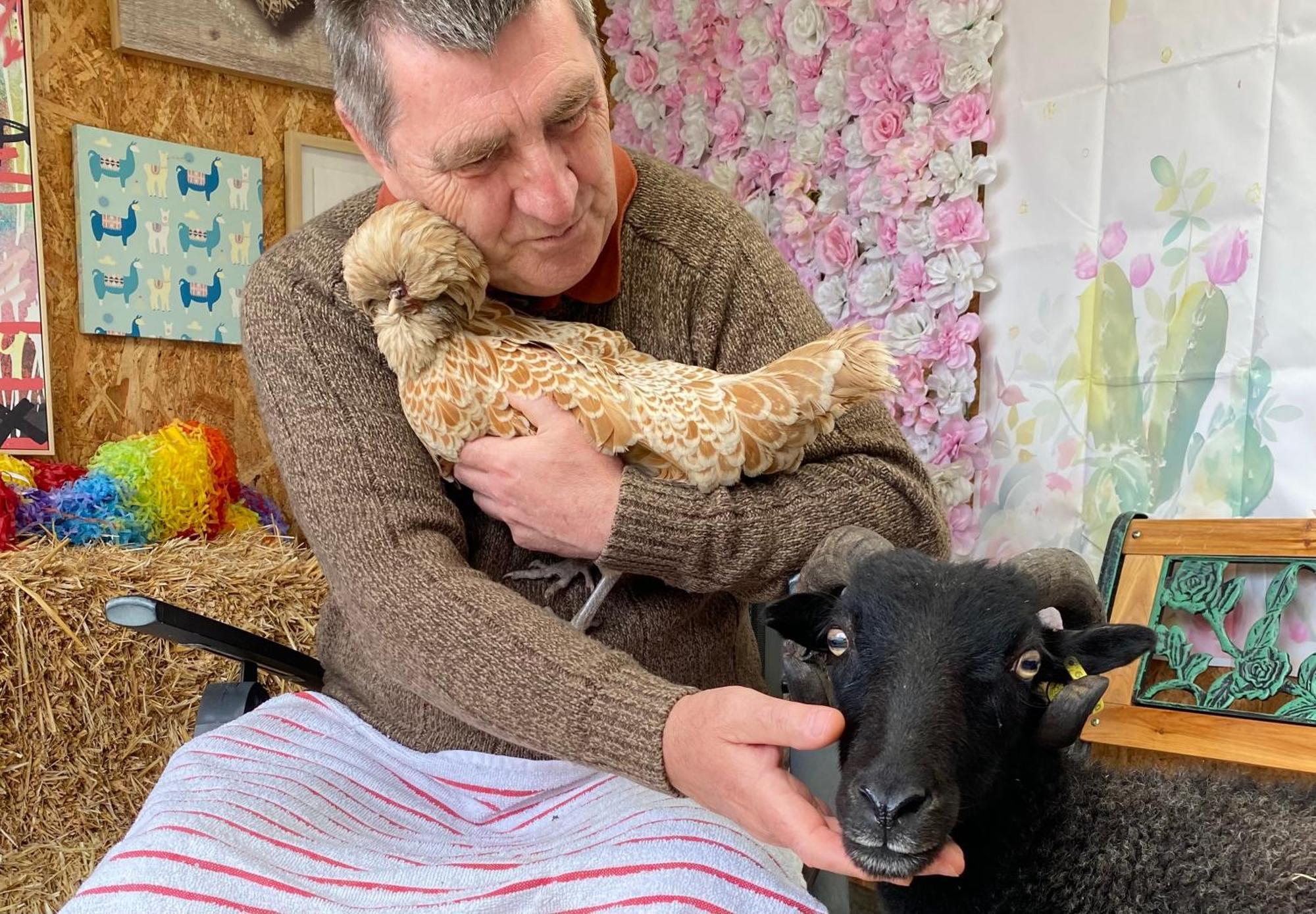 Unique On An Alpaca Therapy Farm With Miniature Donkeys North Wales Mold