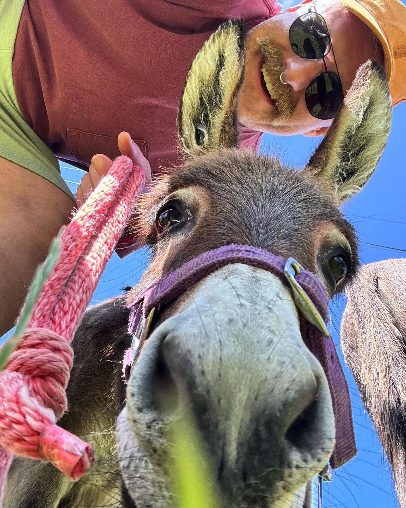Unique On An Alpaca Therapy Farm With Miniature Donkeys North Wales Apartment