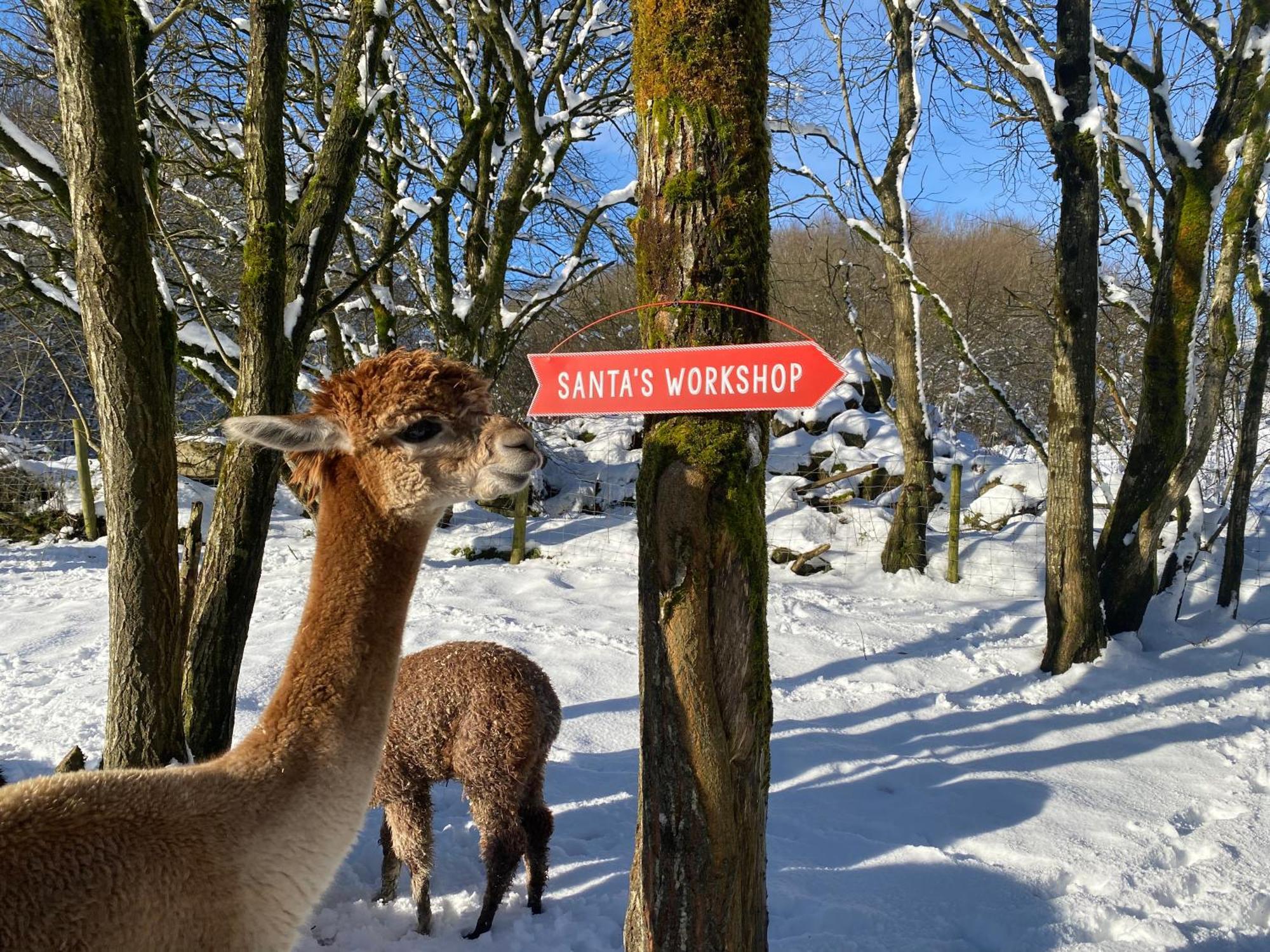 Unique On An Alpaca Therapy Farm With Miniature Donkeys North Wales Apartment *